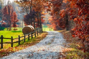 How to Adopt in Indiana