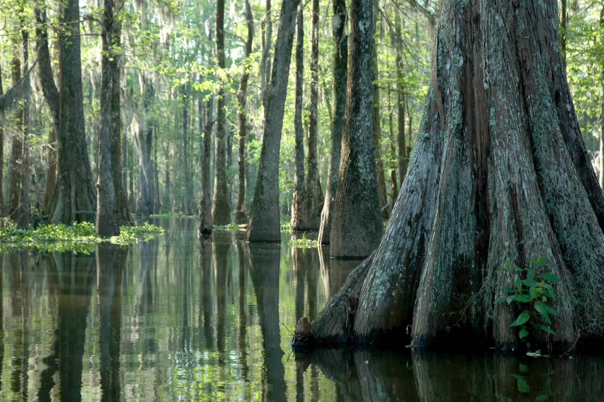 Swamp. Болота Манчак в Луизиане. Болота Манчак, штат Луизиана, США. Озеро Манчак. Болота Манчак болота призраков.