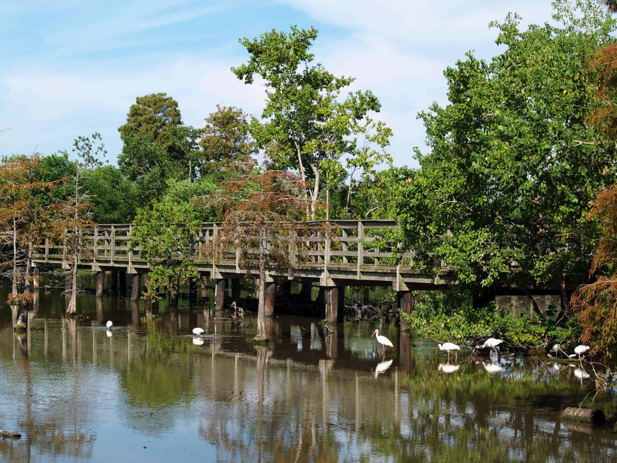 Foot bridge with white ibises (Eudocimus albus), Lafreniere Park, Metairie, Lousiana (New Orleans metropolitan area).