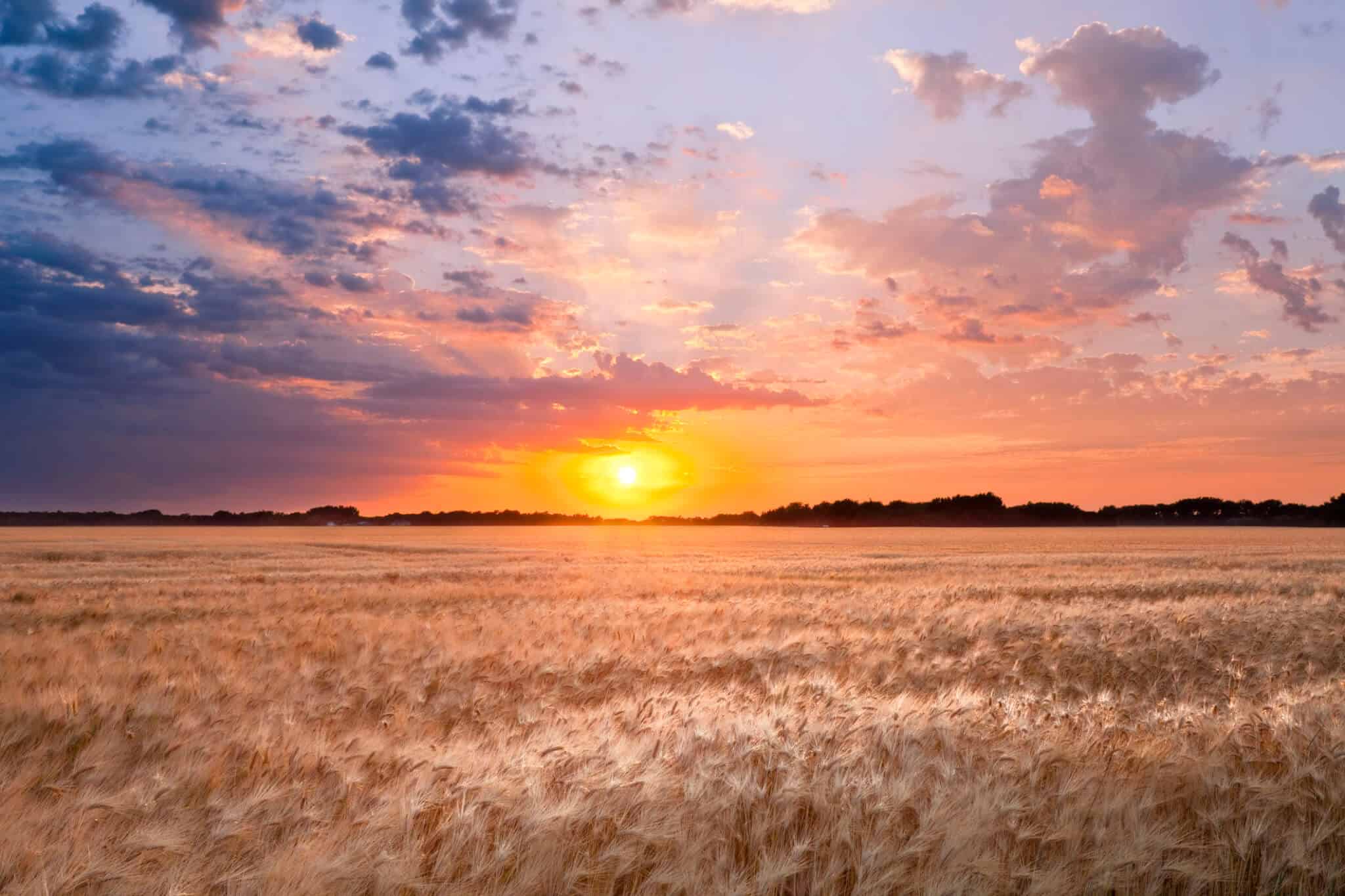 Sun setting over wheat field with colorful sky