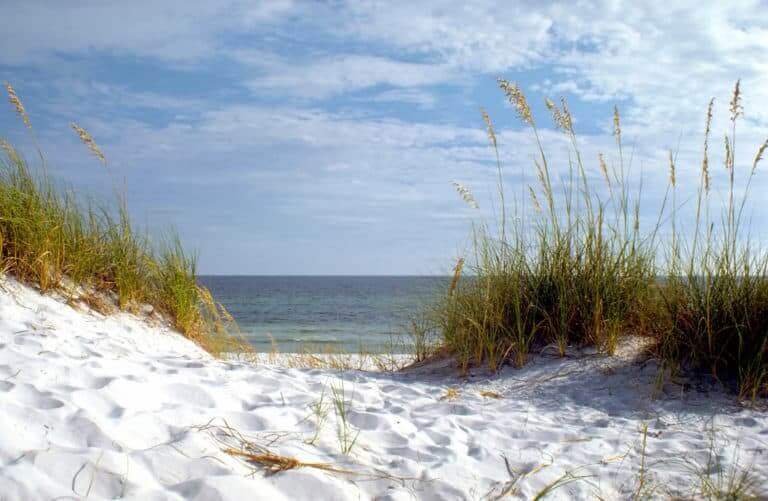 Adoption in Florida