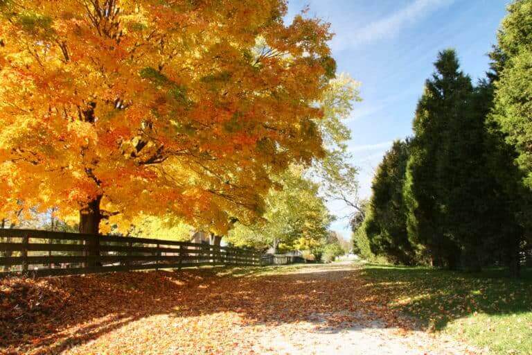 Adoption in Ohio