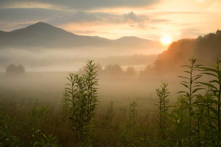 Adoption in Tennessee